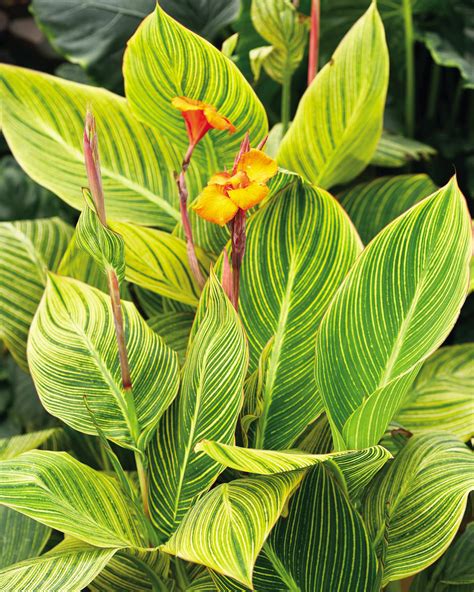 bengal tiger canna lily