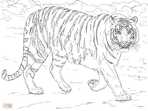 bengal tiger coloring page