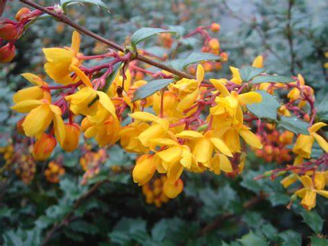 berberis hedge evergreen