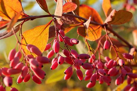 berberis plant
