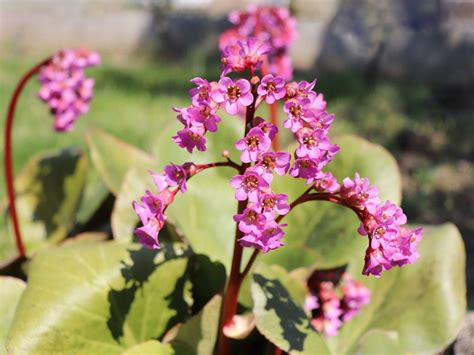 bergenia growing information
