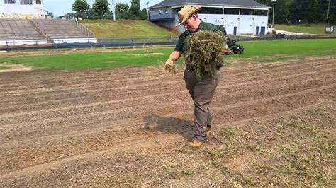 bermuda sprigging