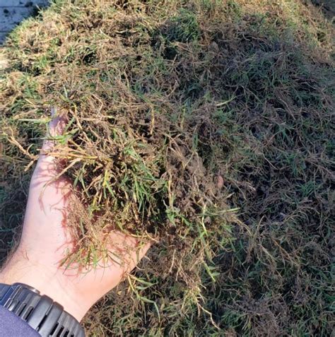 bermuda sprigs
