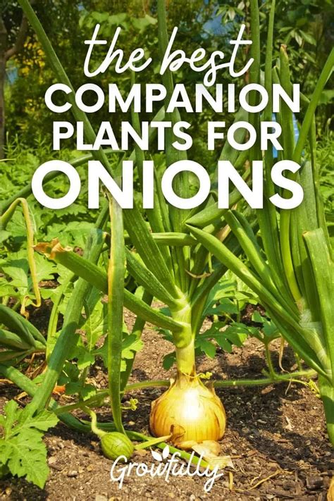 best and worst companion plants for onions