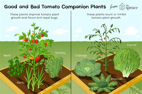 best and worst companion plants for tomatoes