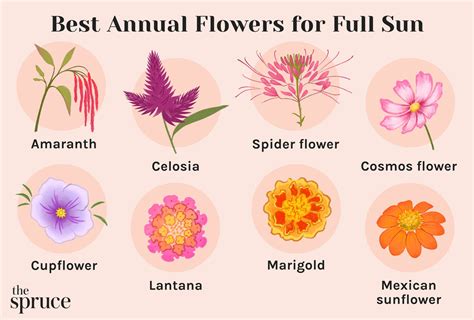 best annual for sun
