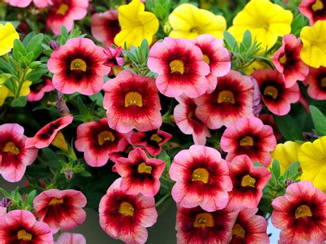 best annuals for pots