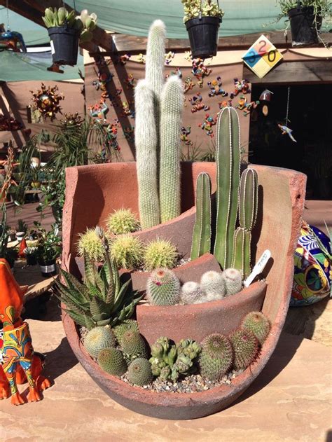 best cactus for outdoor pots