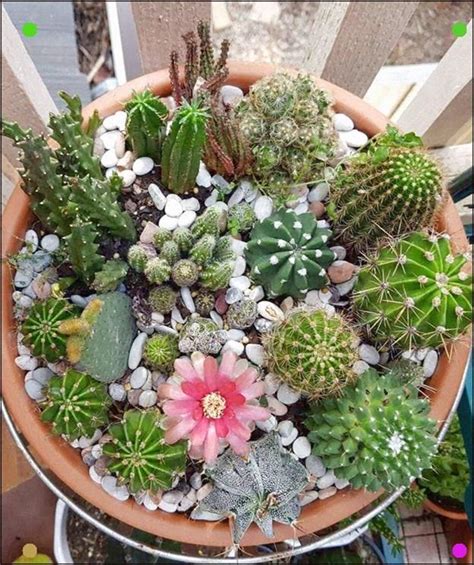 best cactus for outdoor pots