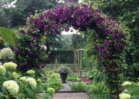 The Best Clematis Varieties for Your Garden Arch