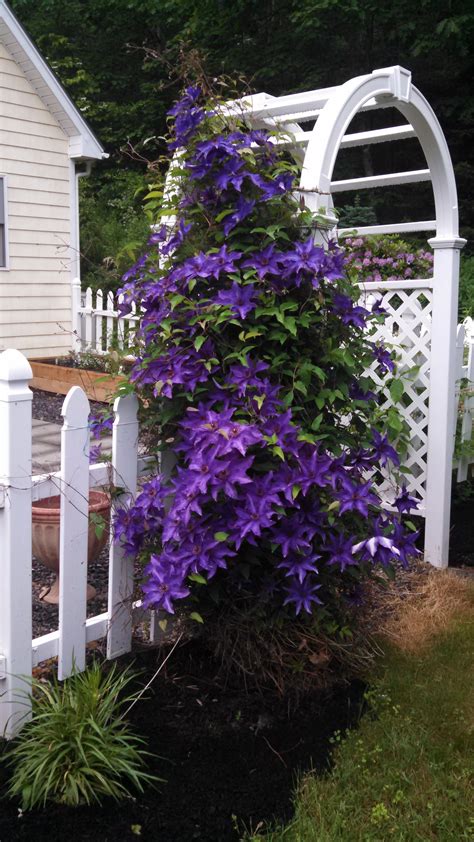 best clematis for sunny fence