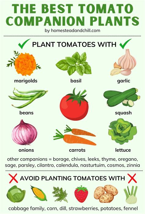 best companion herbs for tomatoes