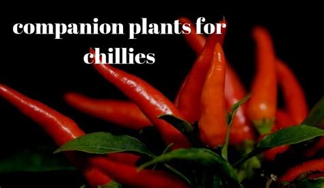 best companion plant for chillies