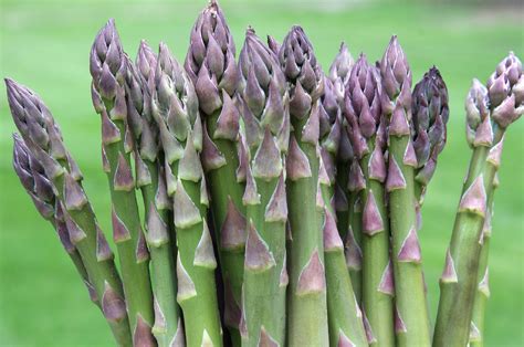 best companion plants for asparagus