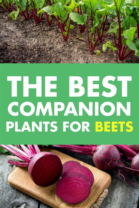 best companion plants for beets