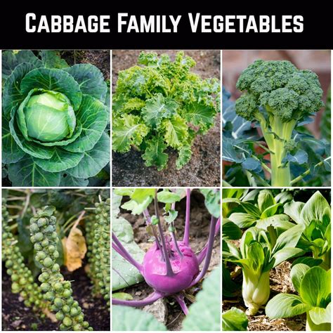 best companion plants for cabbage