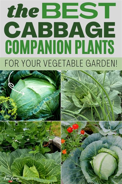 best companion plants for cabbage