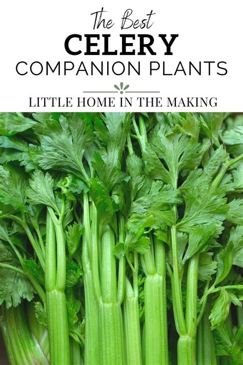 best companion plants for celery