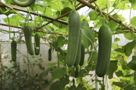 best companion plants for cucumbers