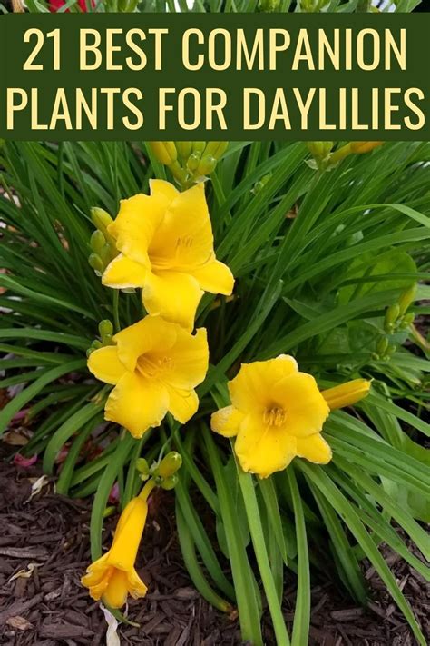best companion plants for daylilies
