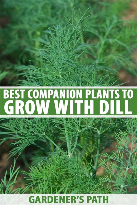 best companion plants for dill