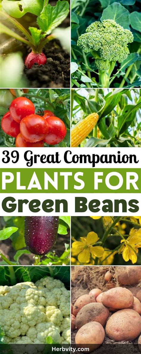 best companion plants for green beans