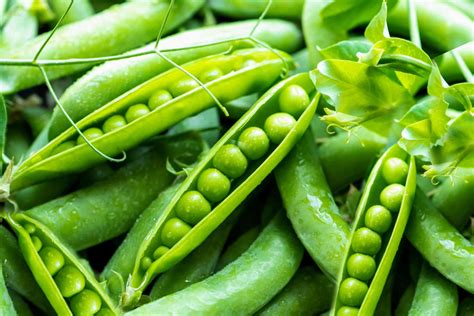 best companion plants for peas