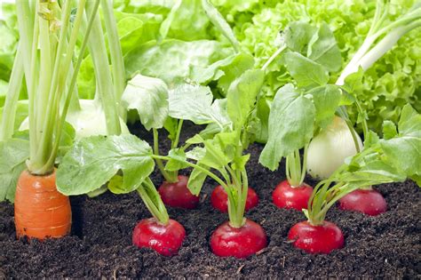 best companion plants for radishes