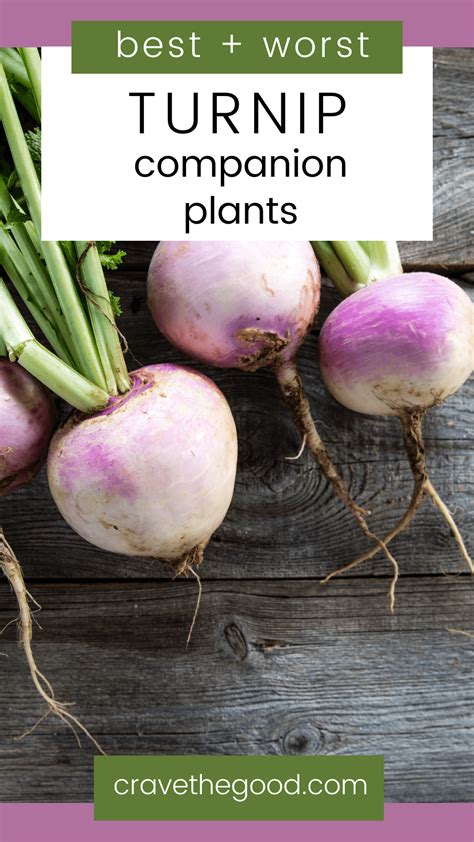 best companion plants for turnips