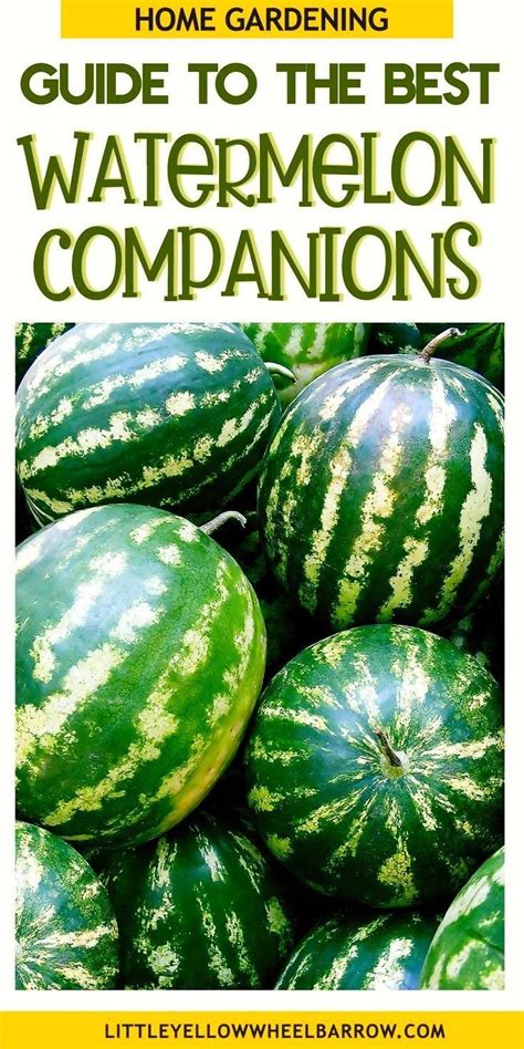 best companion plants for watermelon