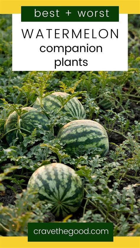 best companion plants for watermelon