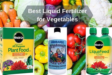 best fertilizer for vegetables in pots