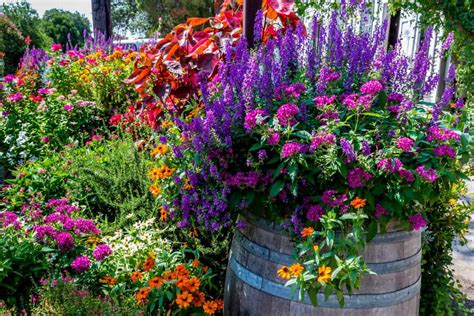 best flowering plants for pots