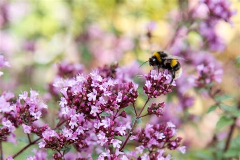 best flowers for bumblebees
