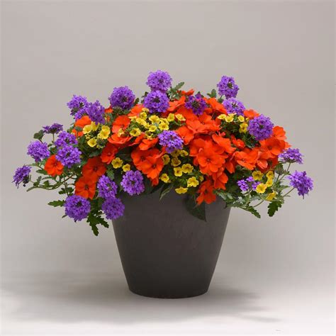best flowers for pots
