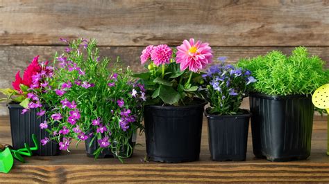 best flowers for small pots