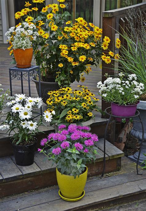 best flowers to grow in pots