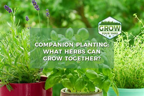 best herbs to grow together