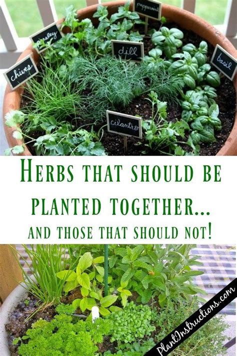 best herbs to plant together