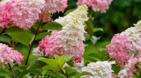 best hydrangea for full sun