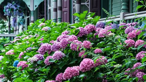 best hydrangea for shade