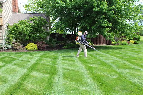 best lawn care guide