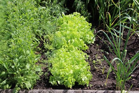 best lettuce companion plants
