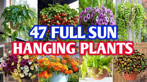 best outdoor plants for full sun