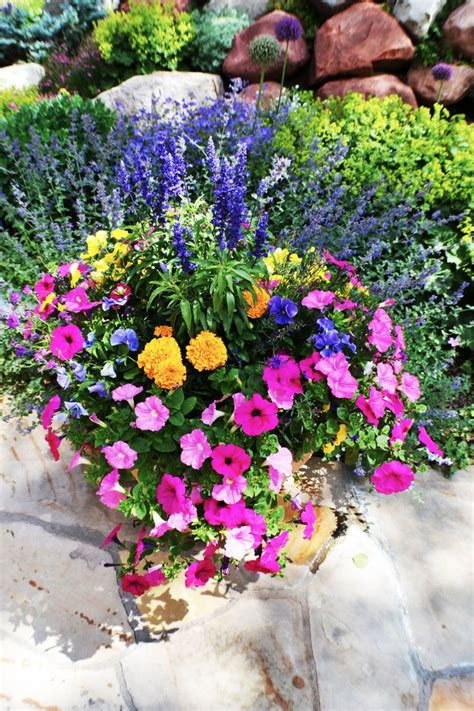 best perennials for containers