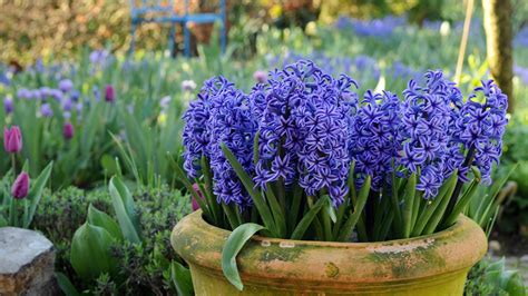 best place to plant hyacinth