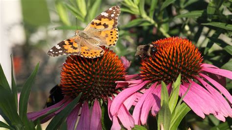 best plants for bees and butterflies