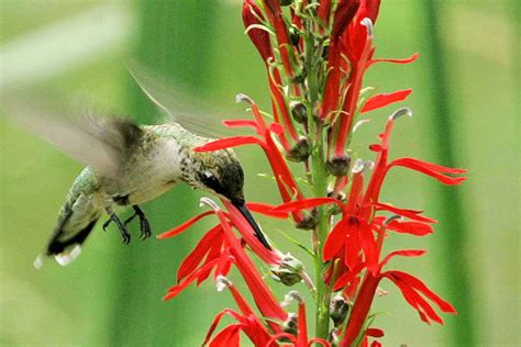 best plants for hummingbirds