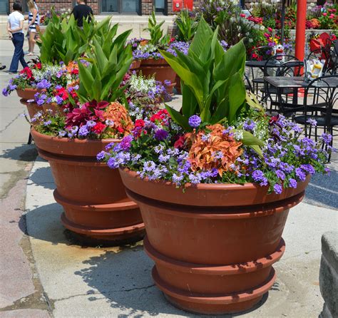 best plants for large pots