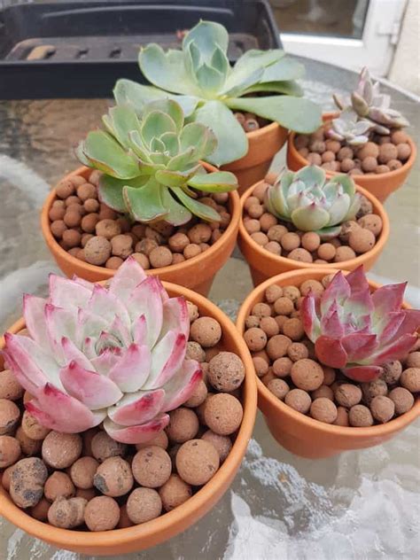 best plants for leca